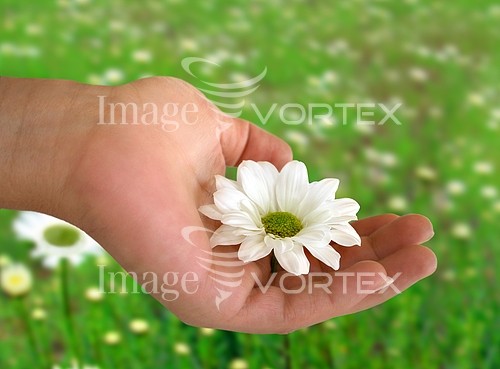 Flower royalty free stock image #273255452