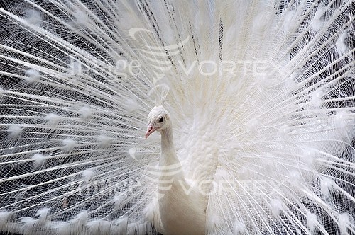 Bird royalty free stock image #273854041