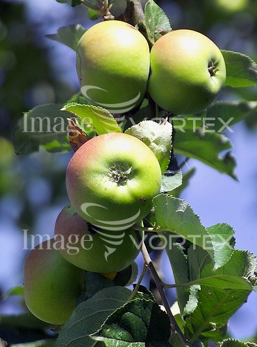 Food / drink royalty free stock image #276785745