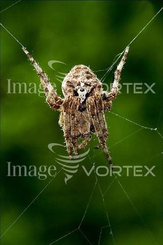 Insect / spider royalty free stock image #276292386