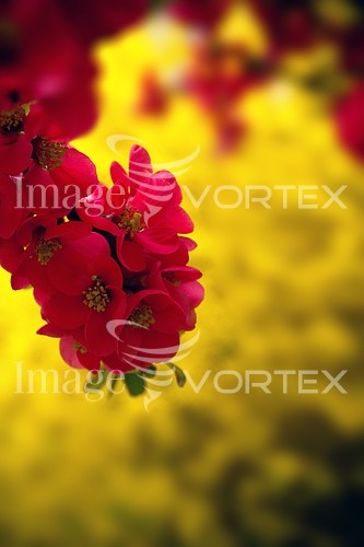 Flower royalty free stock image #276848336