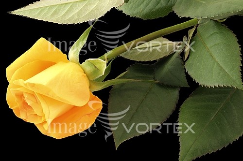 Flower royalty free stock image #276756875