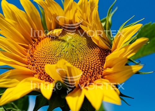 Industry / agriculture royalty free stock image #277189533