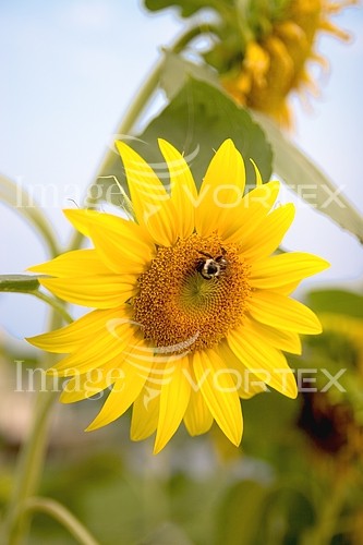 Flower royalty free stock image #278811047