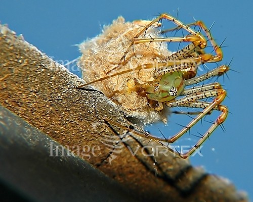 Insect / spider royalty free stock image #279741341