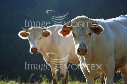 Animal / wildlife royalty free stock image #280200649