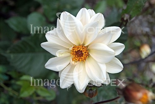 Flower royalty free stock image #280540338