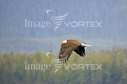 Bird royalty free stock image #280465458