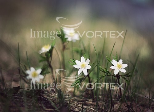 Flower royalty free stock image #280313901