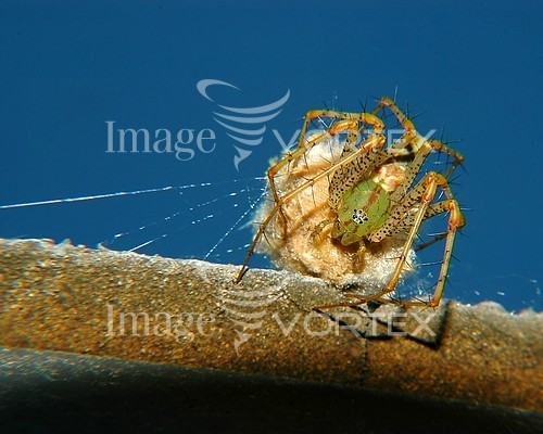 Insect / spider royalty free stock image #280582498
