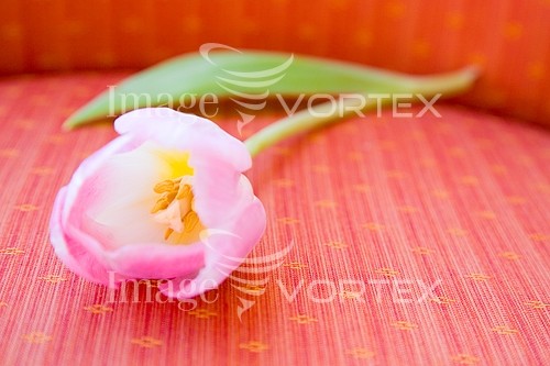 Flower royalty free stock image #281733333