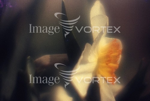 Flower royalty free stock image #282000857
