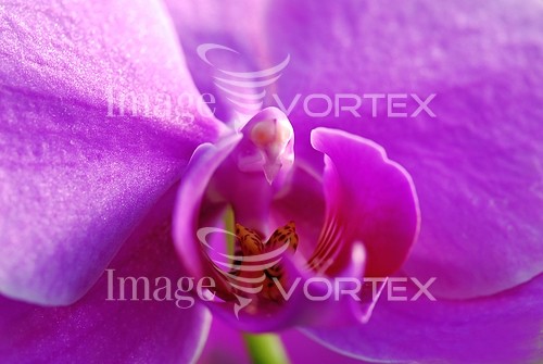 Flower royalty free stock image #282411922