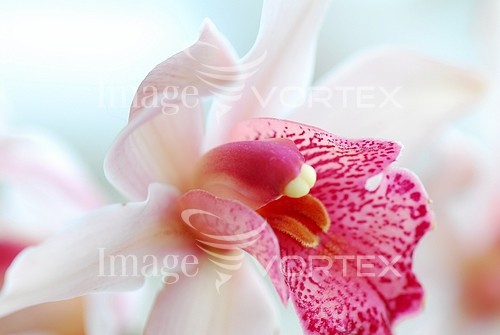 Flower royalty free stock image #282607630