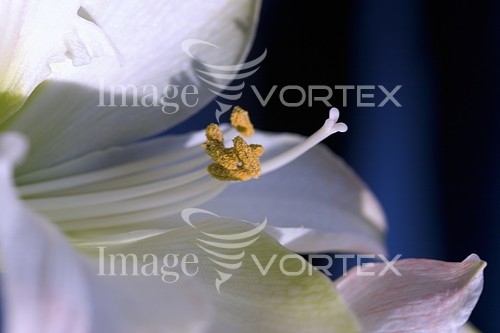 Flower royalty free stock image #284639340