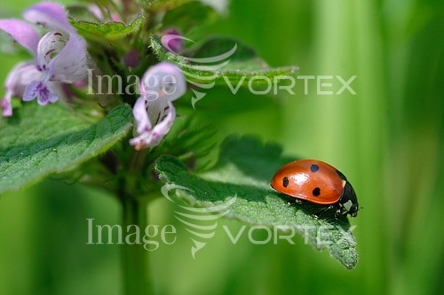 Insect / spider royalty free stock image #285119384