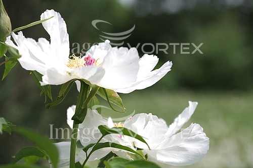 Flower royalty free stock image #286989956