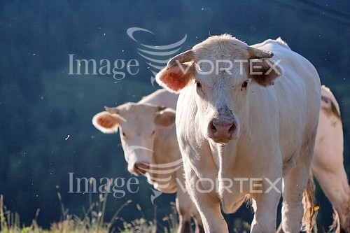 Animal / wildlife royalty free stock image #287670767