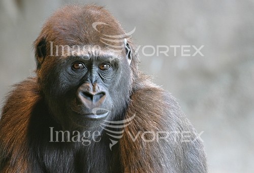 Animal / wildlife royalty free stock image #287544090