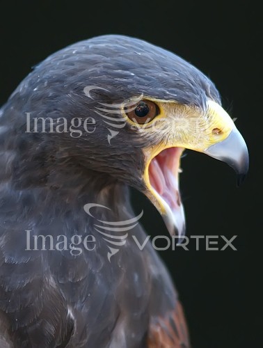 Bird royalty free stock image #288080552