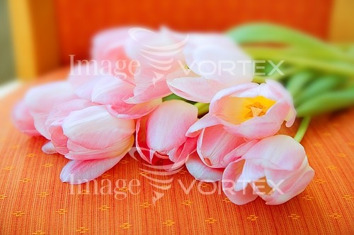 Flower royalty free stock image #288562434