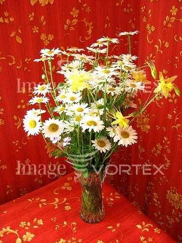 Flower royalty free stock image #289633878