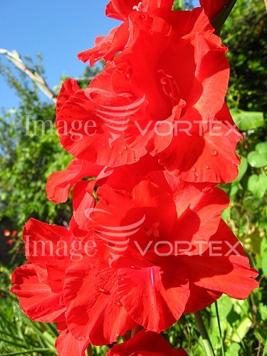 Flower royalty free stock image #289868269