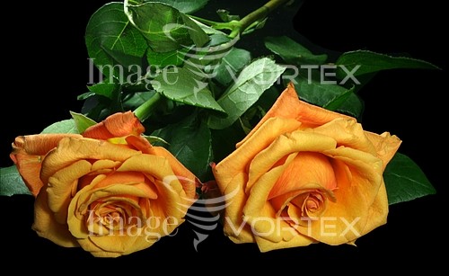 Flower royalty free stock image #289250430