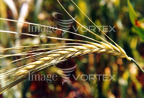 Industry / agriculture royalty free stock image #290618923