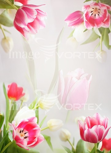 Flower royalty free stock image #291437888