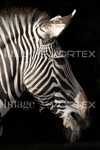 Animal / wildlife royalty free stock image #291795163