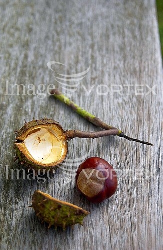 Food / drink royalty free stock image #293931812