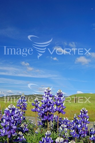 Flower royalty free stock image #293497994