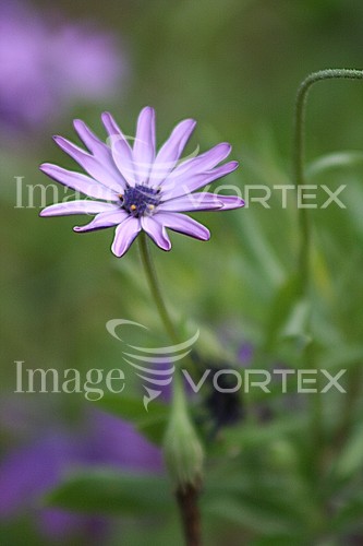 Flower royalty free stock image #294599385