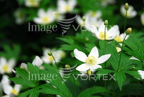 Flower royalty free stock image #294543799