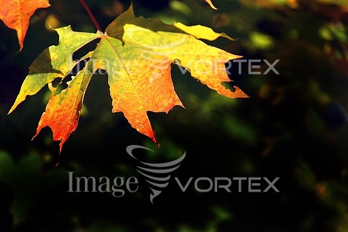 Nature / landscape royalty free stock image #294910532