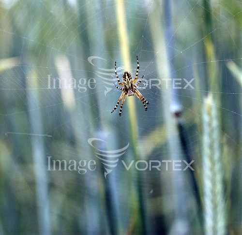 Insect / spider royalty free stock image #296627928