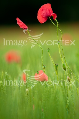 Background / texture royalty free stock image #297833741