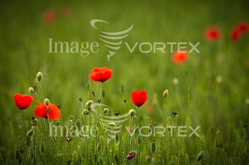 Nature / landscape royalty free stock image #297754908