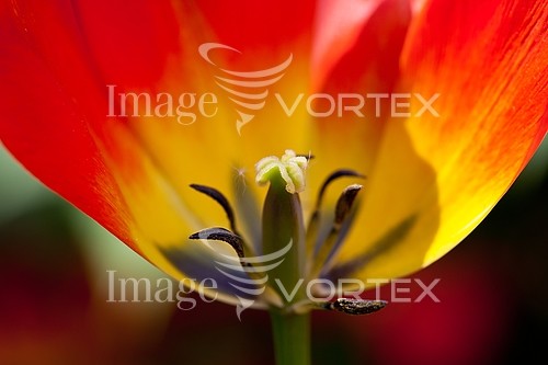 Flower royalty free stock image #297186710