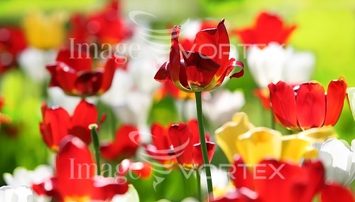 Flower royalty free stock image #297230948