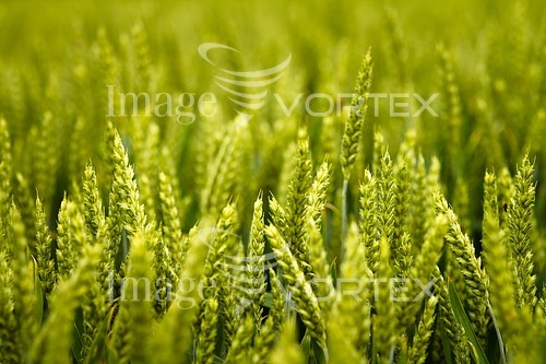 Industry / agriculture royalty free stock image #297859499