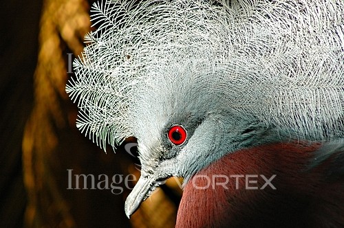 Bird royalty free stock image #298567962