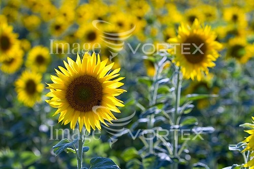 Flower royalty free stock image #298651448