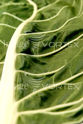 Food / drink royalty free stock image #299980486