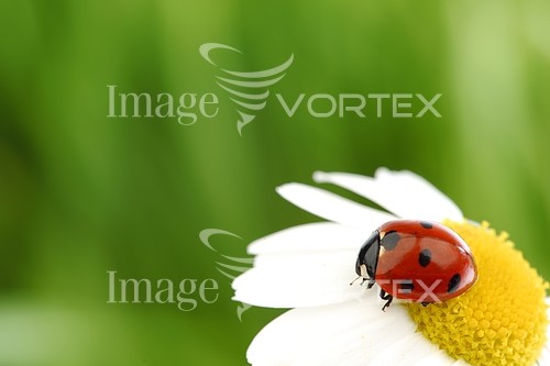 Insect / spider royalty free stock image #300096364