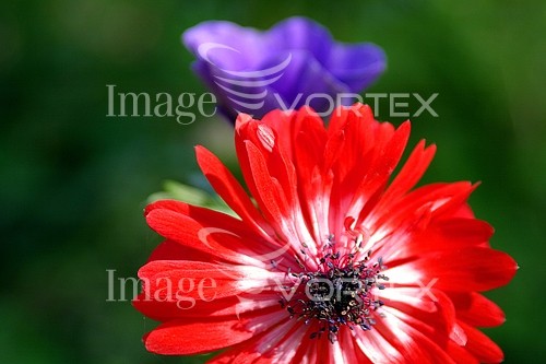 Flower royalty free stock image #301039650