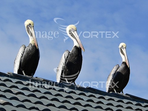 Bird royalty free stock image #301505955