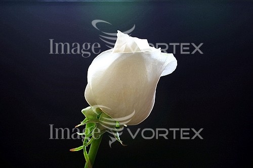 Flower royalty free stock image #301208491