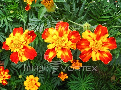 Flower royalty free stock image #304142164